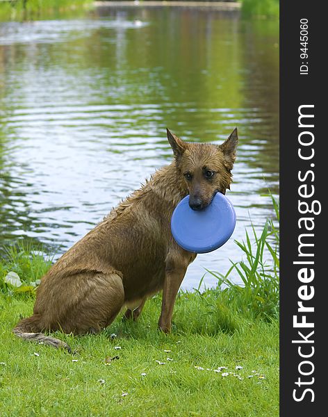 Dog with frisbee playng in the water