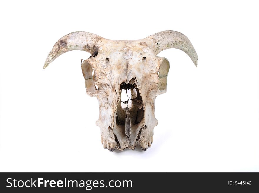 Dead Sheep Skull