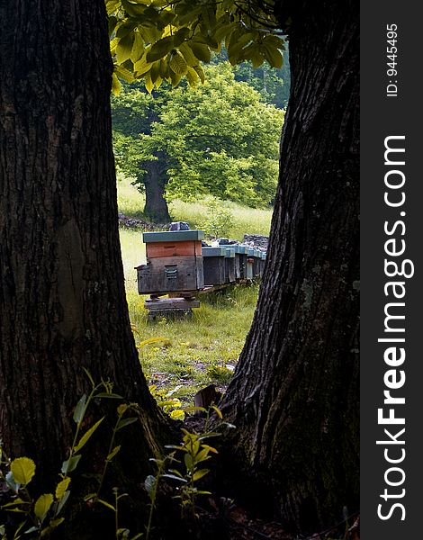 Hives in a mountain meadow. Hives in a mountain meadow