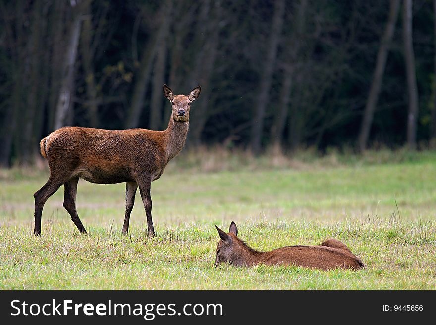 Doe patrolling in the autumn woods