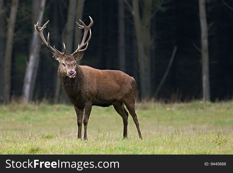 Main deer monitors its surroundings.