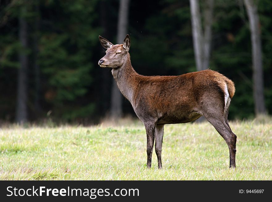 Main doe guard Territory families.