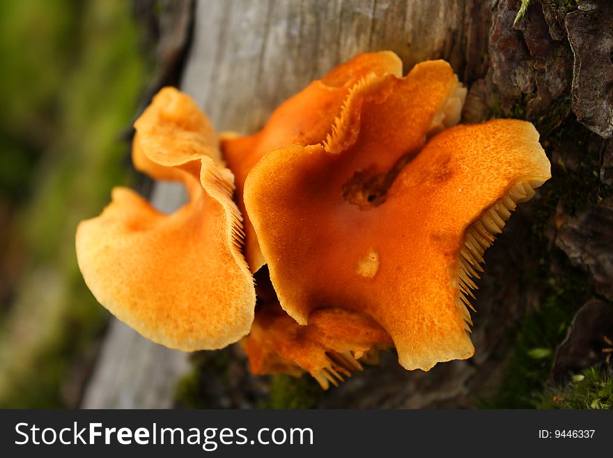 Close up of orange fungus on tree trunk