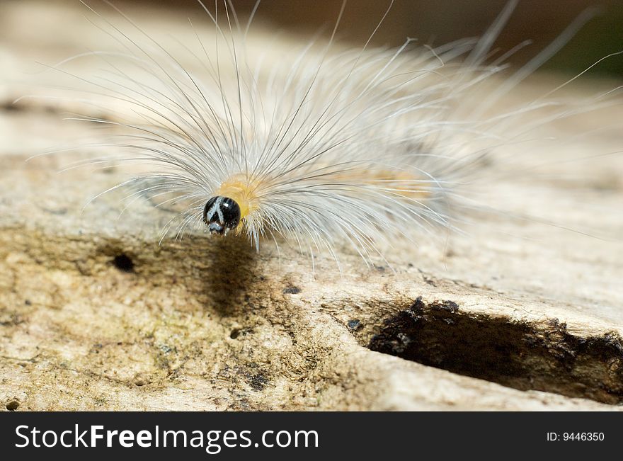 A white color hairy caterpillar rest on a wood log