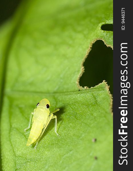 A young little cute bug rest on leaf. A young little cute bug rest on leaf