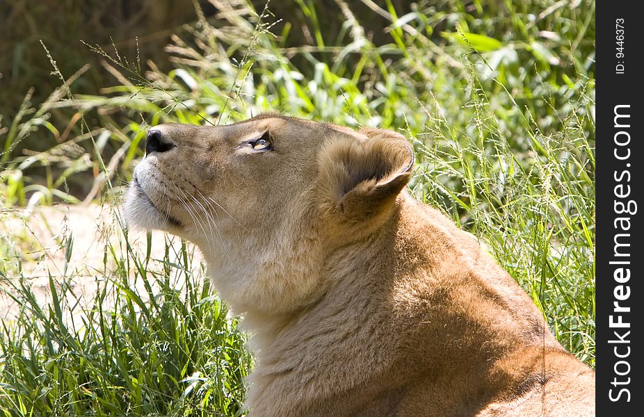 The profile of a Lioness lying in the grassy shadows intently gazing upward into the light. The profile of a Lioness lying in the grassy shadows intently gazing upward into the light