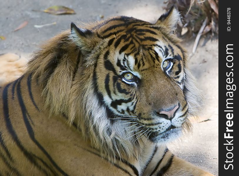 A male Sumatran tiger lying in the shadows looking into the camera. A male Sumatran tiger lying in the shadows looking into the camera