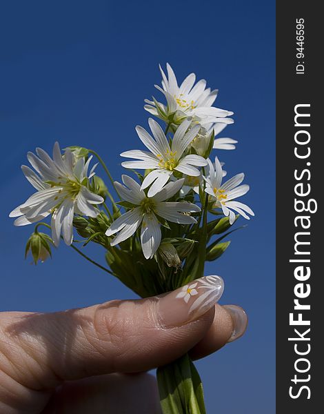 Flowers in a girl's hand, her fingernails are painted to match the flowers. Flowers in a girl's hand, her fingernails are painted to match the flowers.