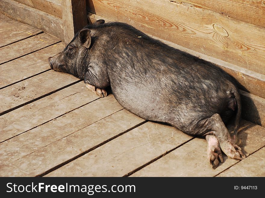 A wild boar lies on the wooden floor