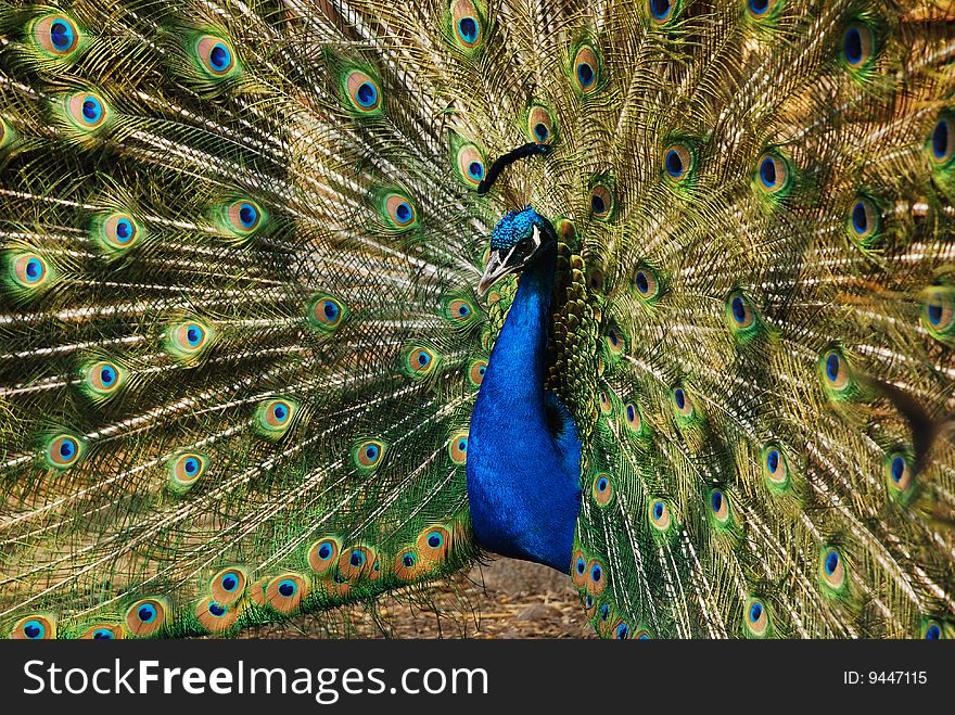 Peacock with the exposed tail