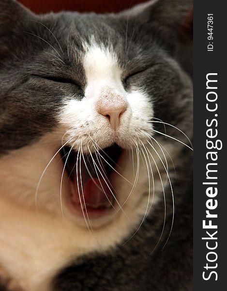 Yawning, Tired Cat