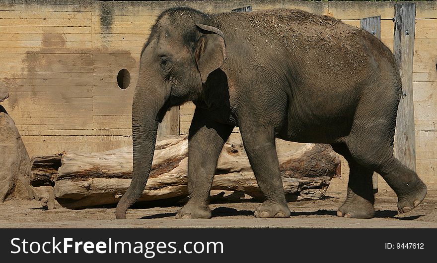 Big african elephant in zoo