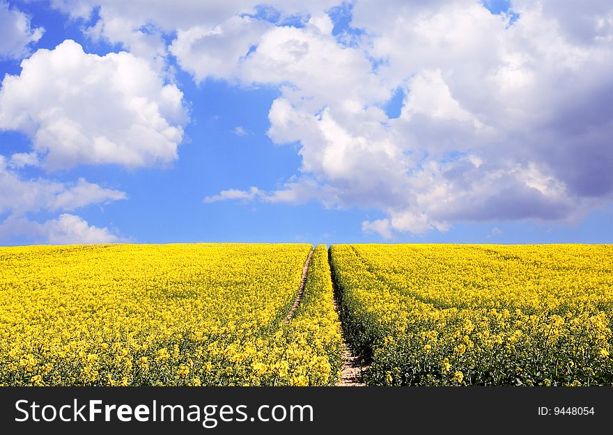 Yellow seed Field And Cloudy Sky. Yellow seed Field And Cloudy Sky