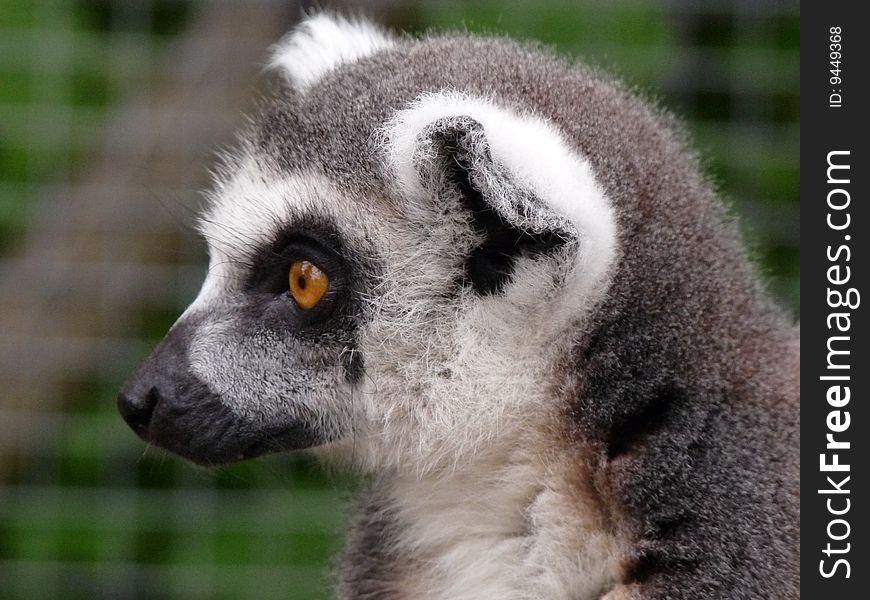 Close up of this lovely playful lemur monkey