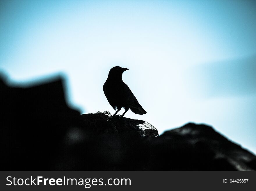 One bird alone in nature but not alone in a forest. One bird alone in nature but not alone in a forest