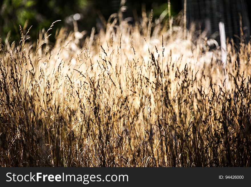 Dry Grass In Nature