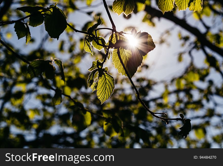 Get more free Spring photos on freestocks.org :&#x29;. Get more free Spring photos on freestocks.org :&#x29;