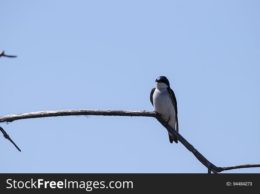 Oiseau &#x28;Hirondelle Bicolore&#x29; 227