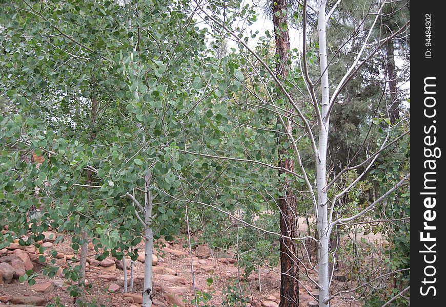 I think I have some different varieties of aspen in my back yard. The one on the left sprouted leaves a few weeks ago, and the one on the right is just starting. I imagine a lecture from the unsenn parent... Mom Aspen: &#x22;Why can&#x27;t you bloom on time like your brother? Why do you have to rebel against your parents?&#x22; Stubborn Kid Aspen: &#x28;mutters under breath&#x29; &#x22;Fracking do-gooder brother, what a kiss-up&#x22; and so on, I am rather isolated here and listen to the banter of the trees. I think I have some different varieties of aspen in my back yard. The one on the left sprouted leaves a few weeks ago, and the one on the right is just starting. I imagine a lecture from the unsenn parent... Mom Aspen: &#x22;Why can&#x27;t you bloom on time like your brother? Why do you have to rebel against your parents?&#x22; Stubborn Kid Aspen: &#x28;mutters under breath&#x29; &#x22;Fracking do-gooder brother, what a kiss-up&#x22; and so on, I am rather isolated here and listen to the banter of the trees.