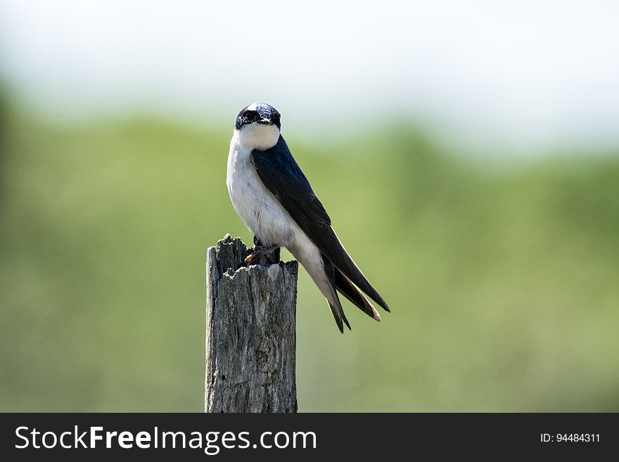 Oiseau &#x28;Hirondelle Bicolore&#x29; 234