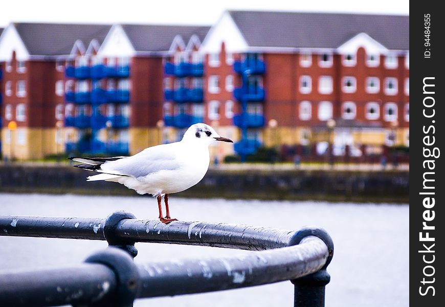 Seagull on railing along waterfront