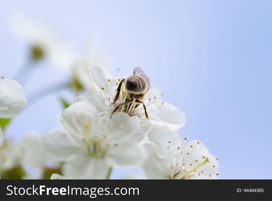 Close up of honeybee feeding inside white flowers on sunny day. Close up of honeybee feeding inside white flowers on sunny day.
