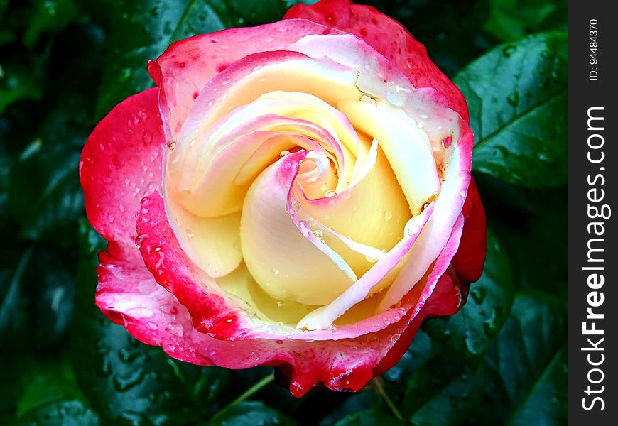 Close up of dew covered red rose bud in green garden.