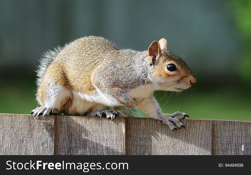 Squirrel, Fauna, Mammal, Chipmunk