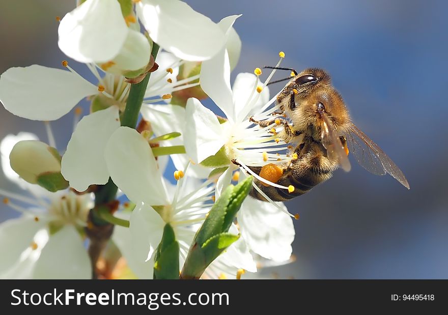 Honey Bee, Bee, Insect, Blossom