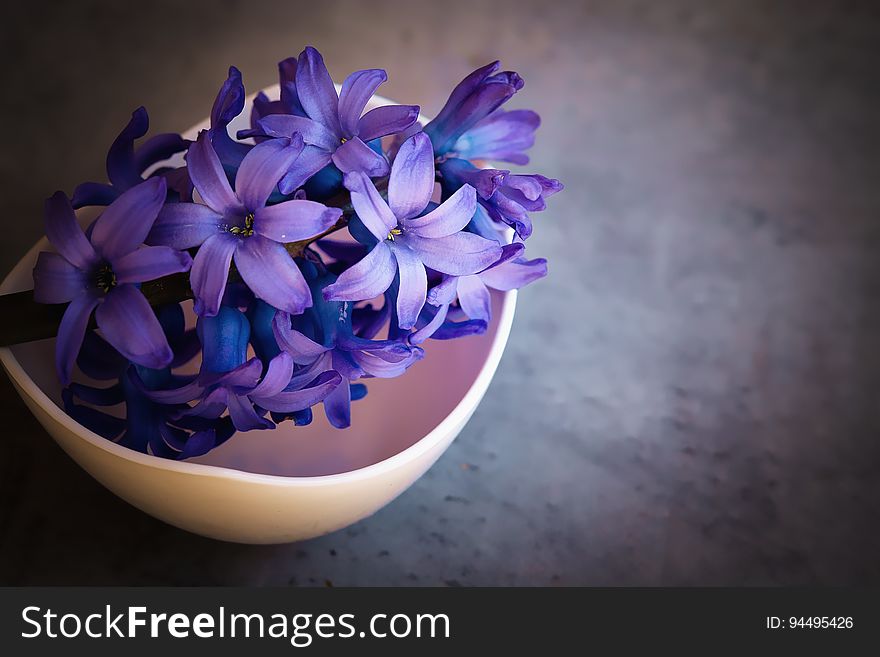 Flower, Blue, Violet, Purple