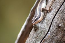 Lizard Royalty Free Stock Photo
