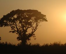 Tree In Sunset Stock Photo