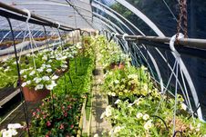 Greenhouse Stock Photo Greenhouse Stock Photo