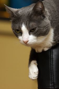 Cat Sitting On A Chair, The Backrest. Stock Photos