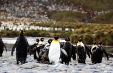 King Penguin Royalty Free Stock Photography