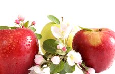 Apples Royalty Free Stock Images Apples Royalty Free Stock Images