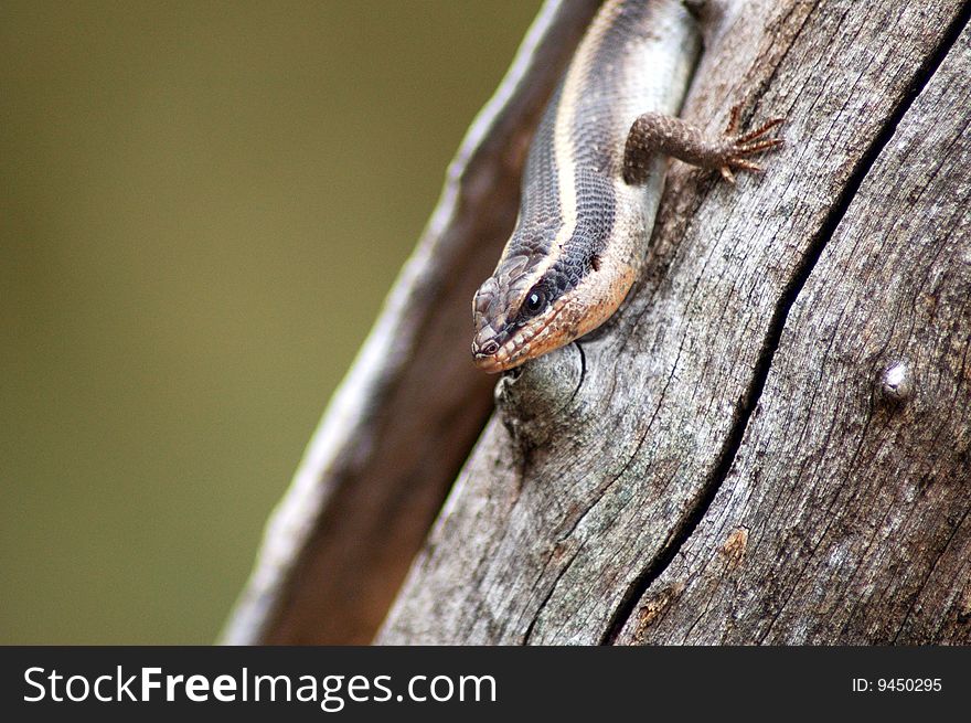 LIzard camouflaged against tree in South Africa.