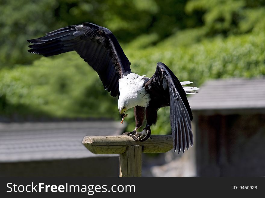 A bald eagle landing and eating a piece of a young chicken. A bald eagle landing and eating a piece of a young chicken