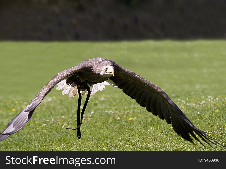 A bald eagle flying deep over a meadow. A bald eagle flying deep over a meadow