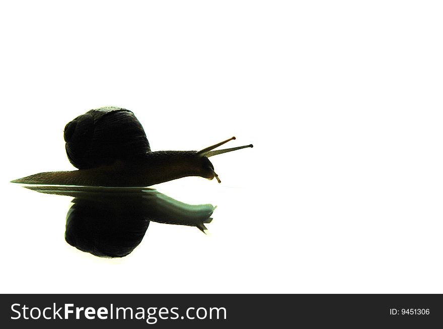 Silhouette of snail with reflection. Silhouette of snail with reflection