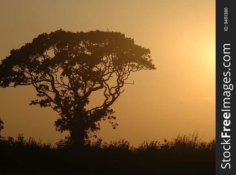 Tree and hedgerow silhouette in sunset. Tree and hedgerow silhouette in sunset