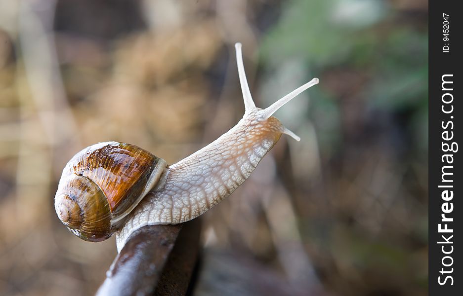 Closeup shot of small snail in the garden