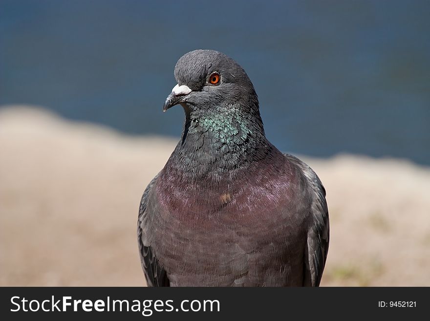 Pigeon portrait on a blurry background