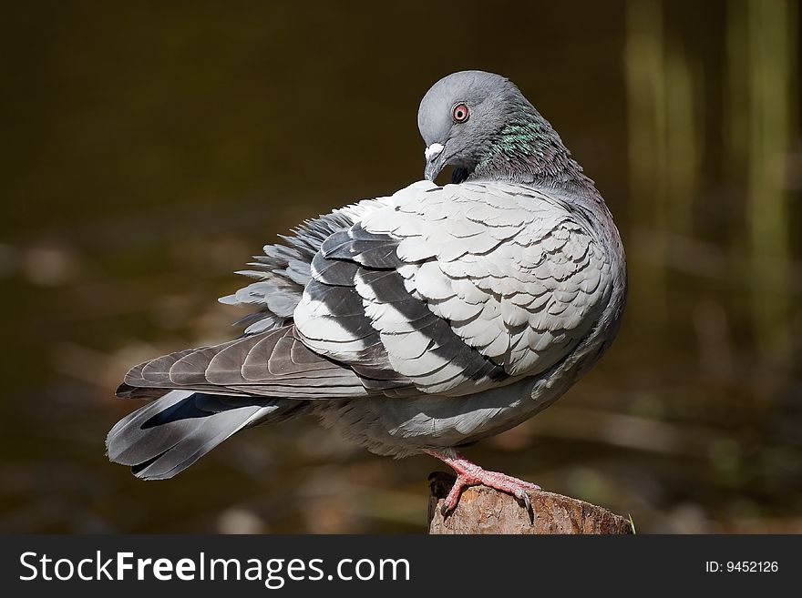 Pigeon sitting on the tree