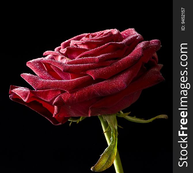 Fresh rose with waterdrops on black background