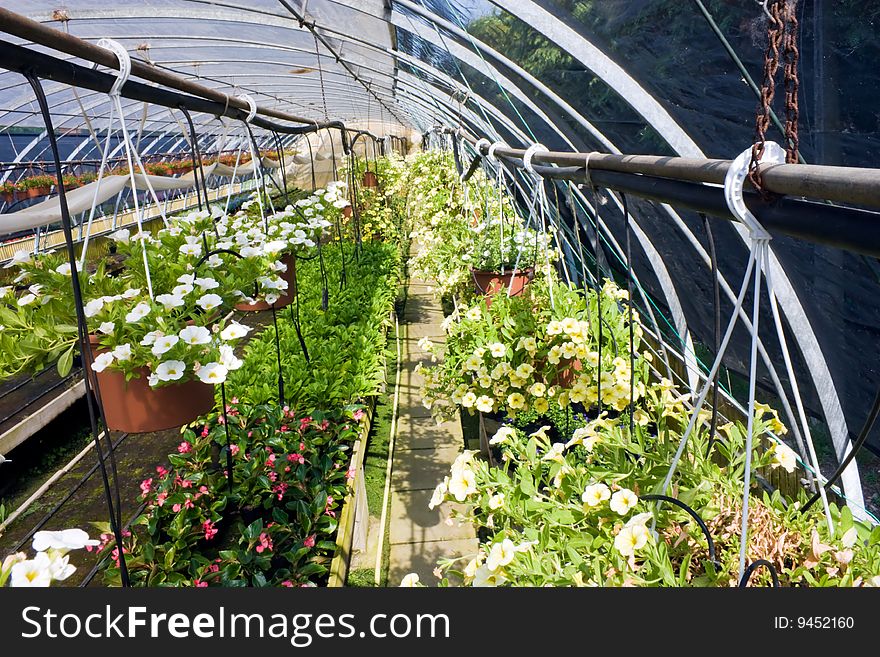 Nursery of flowers and plants for garden in greenhouse