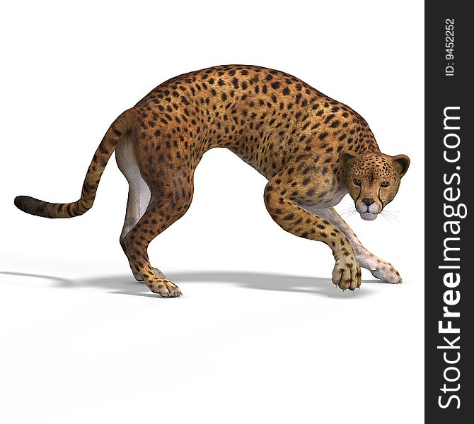 Dangerous Big Cat Cheetaah With Clipping Path Over White