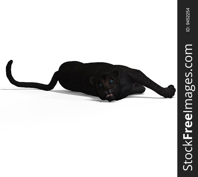 Dangerous Big Cat Black Leopard With Clipping Path Over White. Dangerous Big Cat Black Leopard With Clipping Path Over White