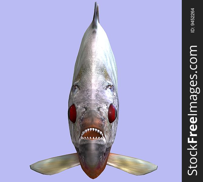 Piranha fish in water With Clipping Path