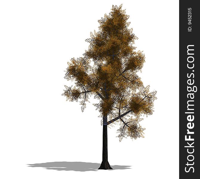 3D Render of a broadleef Tree with shadow over white